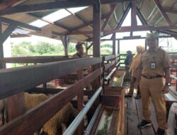 Peternakan Domba di Banyuwangi Semakin Digemari