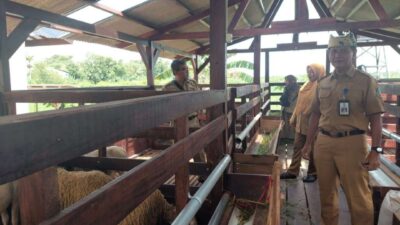 Sheep-farming-in-Banyuwangi-is becoming increasingly popular