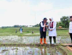 Banyuwangi Terapkan Pemupukan Tepat Dosis Berbasis IoT, Solusi Pengurangan Pupuk Subsidi