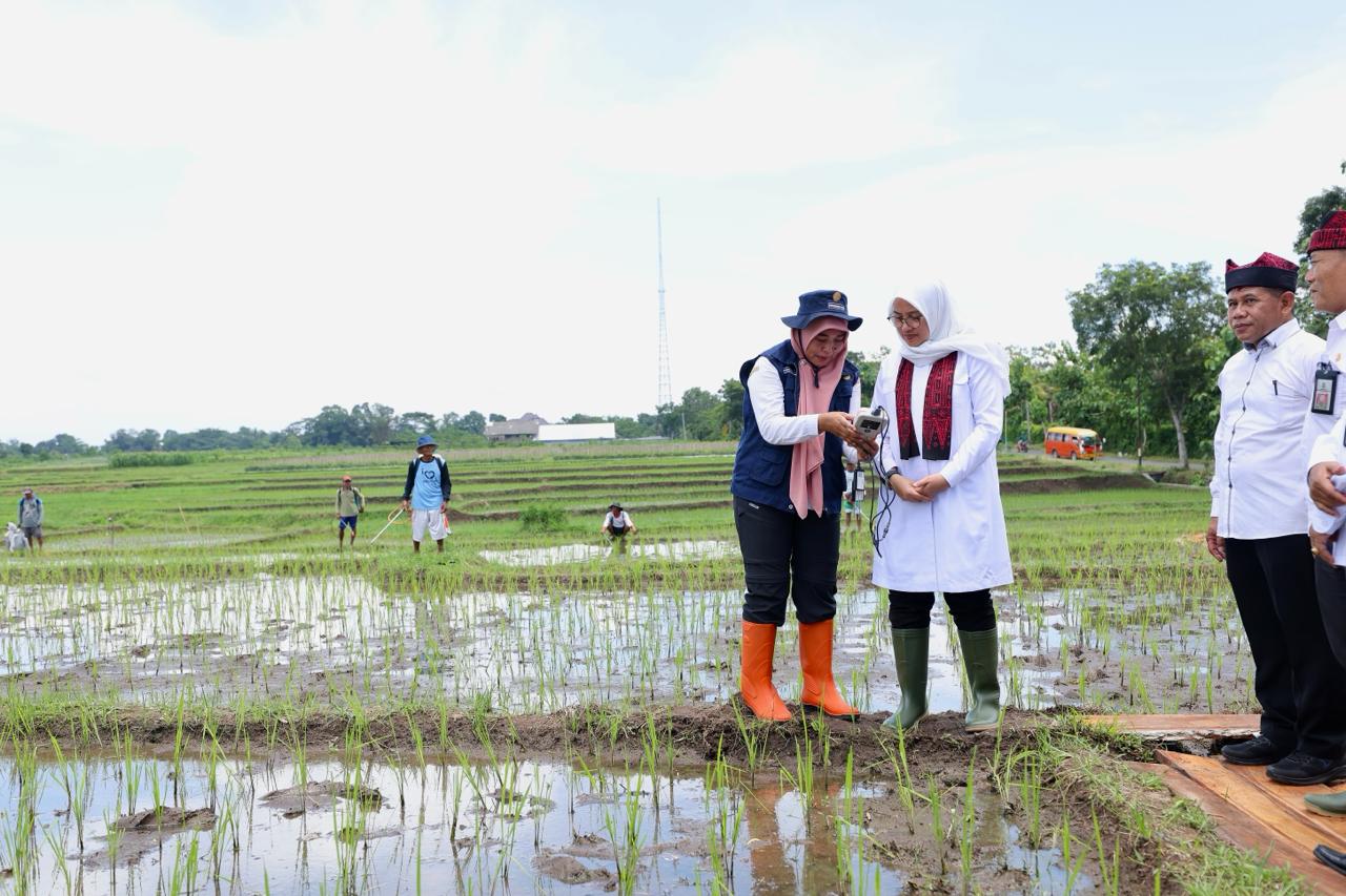 banyuwangi-terapkan-pemupukan-tepat-dosis-berbasis-iot,-solusi-pengurangan-pupuk-subsidi