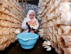 Libatkan Ratusan Warga, Kampung Jamur di Banyuwangi Produksi 15 Ton Jamur Sebulan