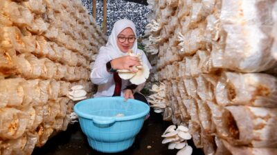 Libatkan Ratusan Warga, Kampung Jamur di Banyuwangi Produksi 15 Ton Jamur Sebulan
