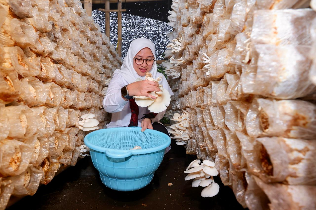 libatkan-ratusan-warga,-kampung-jamur-di-banyuwangi-produksi-15-ton-jamur-sebulan