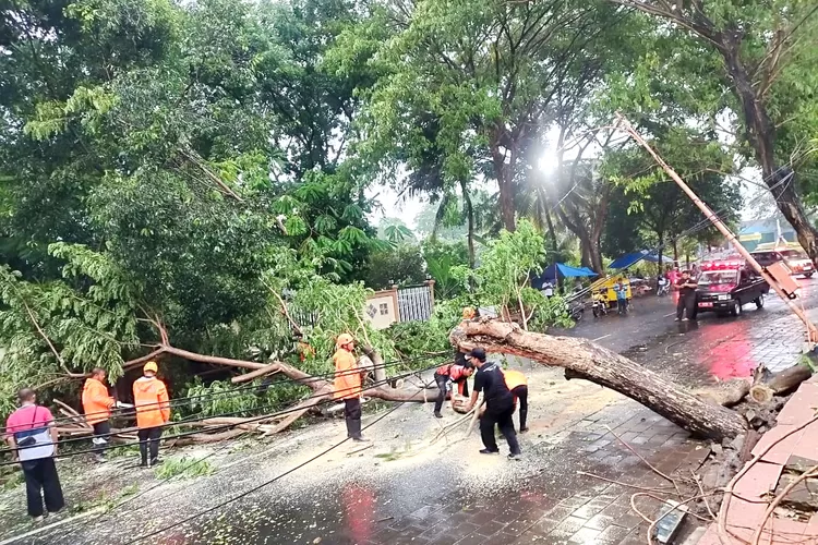 dimakan-usia,-sonokeling-depan-fikkia-unair-tumbang