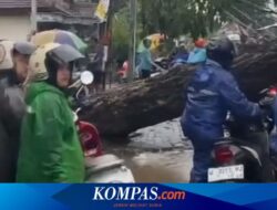 Fallen Trembesi Tree, Main Route in South Banyuwangi Closed