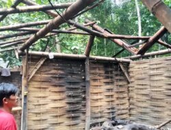 Dapur Penderes Kelapa di Desa Karangsari Banyuwangi Hancur Tertimpa Pohon Jati