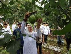 Ngantor di Desa Bumiharjo, Bupati Ipuk Gali Berbagai Potensi Pertanian