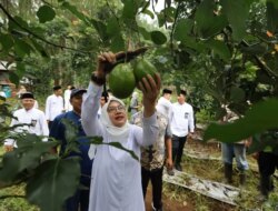 Ngantor di Desa Bumiharjo Banyuwangi, Bupati Ipuk Gali Potensi Pertanian – Radar Banyuwangi