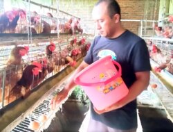 Harga Telur Turun, Peternak Ayam di Desa Jambewangi Banyuwangi Masih Bisa Untung