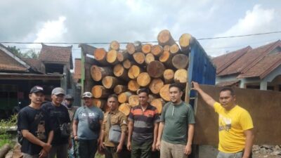 hundreds-of-logs-mahogany-jungle-wood-allegedly-illegal-found-in-pesanggaran
