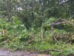 Grecep! PLN Amankan Kelistrikan Pohon Tumbang Saat Hari Raya Idul Fitri