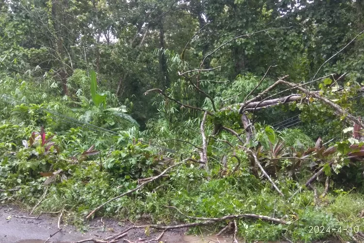 grecep!-pln-amankan-kelistrikan-pohon-tumbang-saat-hari-raya-idul-fitri