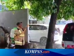 Warga Banyuwangi Diserang Ulat Bulu, Muncul Efek Gatal dan Iritasi di Kulit