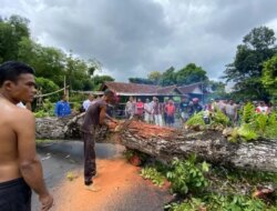 Pohon Mahoni Berukuran Jumbo Tumbang: Tutup Jalan dan Timpa Rumah Warga Bagorejo, Banyuwangi