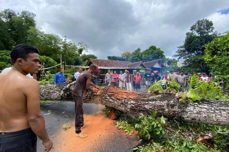 pohon-mahoni-berukuran-jumbo-tumbang:-tutup-jalan-dan-timpa-rumah-warga-bagorejo,-Banyuwangi