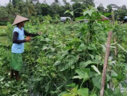 Hama Ulat Serang Tanaman Kacang Panjang: Pusingkan Petani di Tegalsari, Banyuwangi
