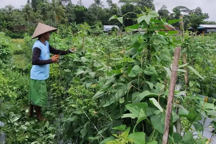 hama-ulat-serang-tanaman-kacang-panjang:-pusingkan-petani-di-tegalsari,-Banyuwangi