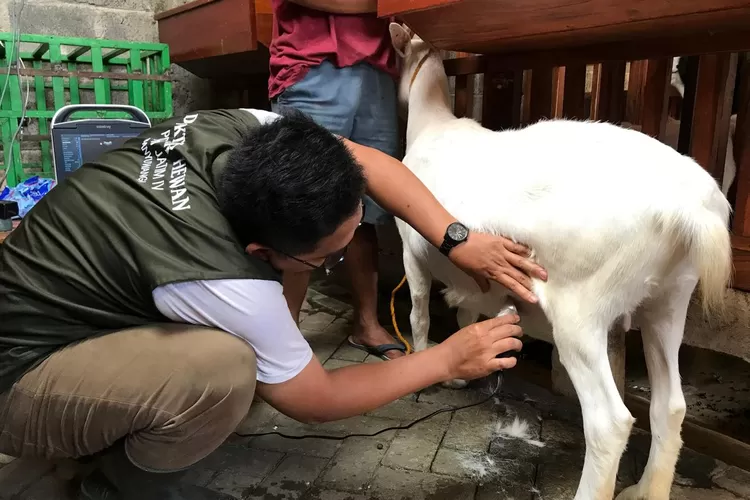 cause-two-goats-died-in-Kalibaru-banyuwangi-still-mysterious,-the vet-doing-the-examination-said-this