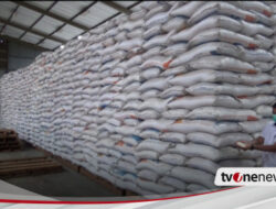 Harvest Time, Rice prices in Banyuwangi are starting to fall