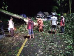 Tutup Jalur Gumiter, Pohon Tumbang Dievakuasi BPBD dan Polisi