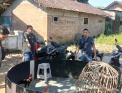 Grebek Judi Sabung Ayam di Kecamatan Cluring, Polisi Amankan Berbagai Barang Bukti