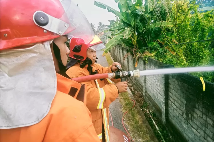 kebun-buah-naga-di-desa-wonosobo-banyuwangi-terbakar:-tanaman-terancam-mati-–-radar-banyuwangi