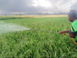 Hama Wereng Serang Tanaman Padi, Petani di Pesanggaran Khawatir Gagal Panen
