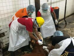 Banyuwangi Siapkan Ratusan Juru Sembelih Bersertifikat Halal untuk Idul Adha