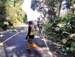 Lapuk Dimakan Usia, Sebuah Pohon Roboh Lumpuhkan Lalu Lintas di Jalur Gumitir