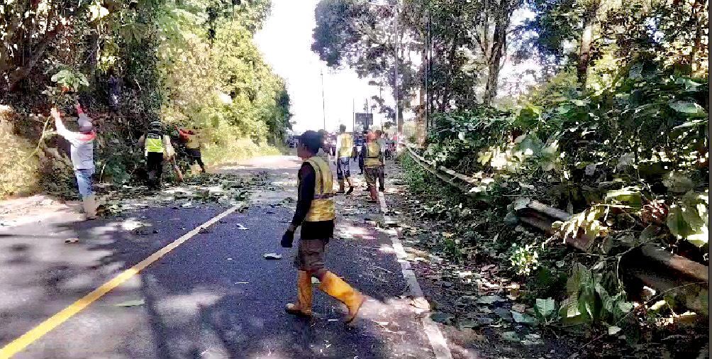 lapuk-dimakan-usia,-sebuah-pohon-roboh-lumpuhkan-lalu-lintas-di-jalur-gumitir