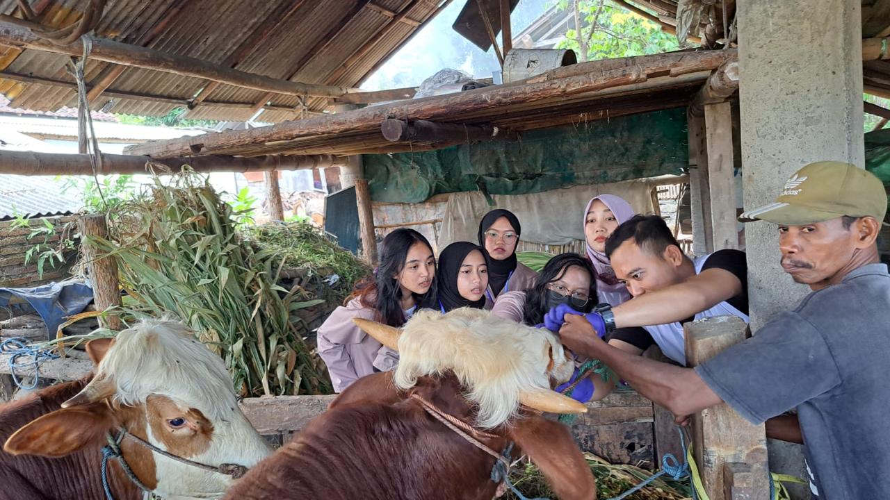 pemkab-banyuwangi-mulai-cek-kesehatan-hewan-kurban-jelang-idul-adha