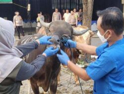 Banyuwangi Keluarkan Sertifikat Veteriner Untuk Ternak Kurban Sehat