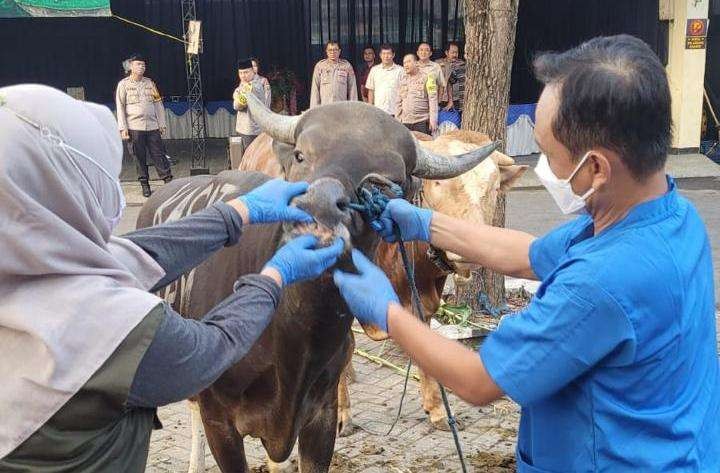 banyuwangi-keluarkan-sertifikat-veteriner-untuk-ternak-kurban-sehat