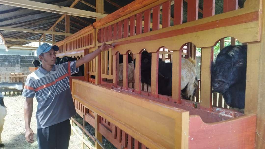 pedagang-ternak-kurban-musiman-mulai-bermunculan-di-kota-banyuwangi