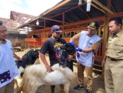 Otoritas Veteriner Banyuwangi Cek Kondisi Kesehatan Ternak Kurban di Lapak Musiman