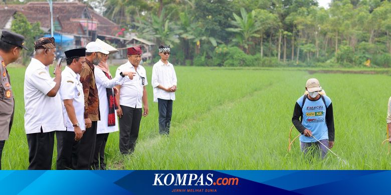 dikirim-ke-seluruh-indonesia,-beras-organik-banyuwangi-kini-ada-di-18.000-supermarket