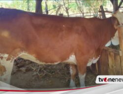 Aksi Pencurian Ternak Digagalkan Warga Banyuwangi, Sapi Korban Ditinggalkan di Sawah