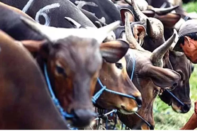 hasil-pantauan-dispertan-banyuwangi-dan-pdhi-jatim-iv,-tidak-ada-temuan-sapi-kurban-yang-bunting
