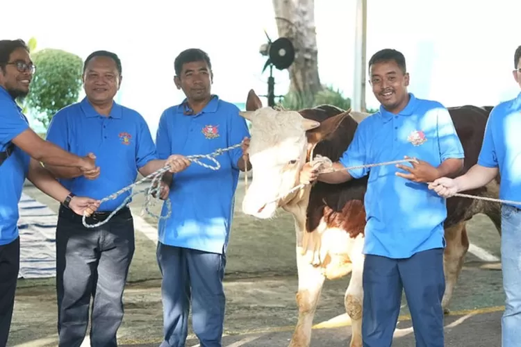pt-pln-(persero)-uip-jbtb,-salurkan-kurban-6-ekor-sapi-dan-4-kambing
