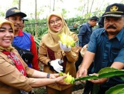 Punya Rasa yang Unik, Buah Naga Kuning di Banyuwangi ini Banyak Diburu Orang – Tribunjatim.com