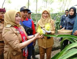 Petani Banyuwangi Kembangkan Buah Naga Varietas Golden Isis, Warna Kuning Cerah