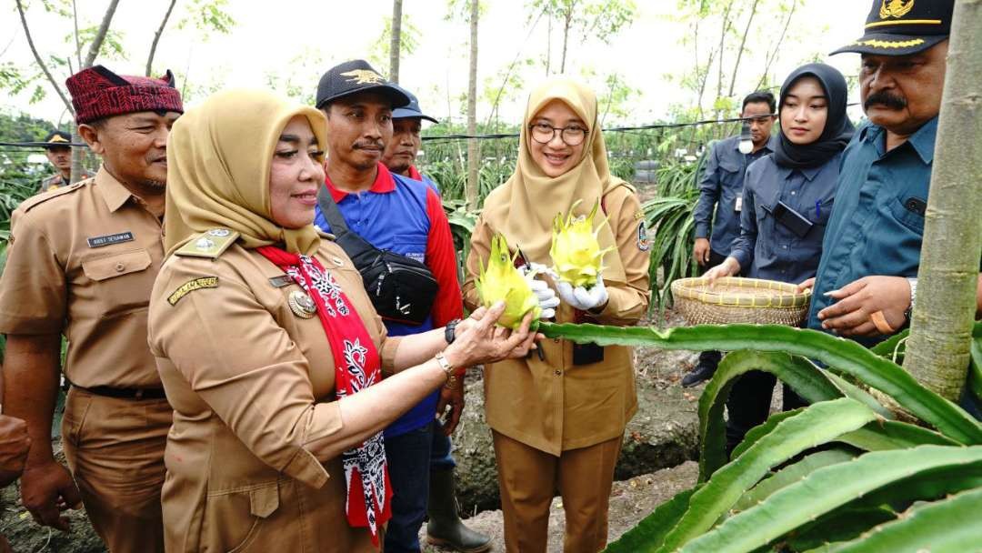 petani-banyuwangi-kembangkan-buah-naga-varietas-golden-isis,-warna-kuning-cerah