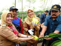 Memiliki Rasa yang Unik, Buah Naga Kuning Banyuwangi Banyak Diburu