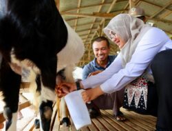 Mantan TKI Banyuwangi, Kini Sukses dengan Usaha Susu Kambing Perah