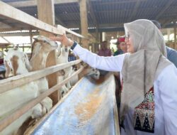 Pernah Jadi TKI, Warga Banyuwangi Sukses Merintis Peternakan Kambing Perah