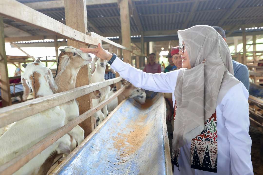 pernah-jadi-tki,-warga-banyuwangi-sukses-merintis-peternakan-kambing-perah