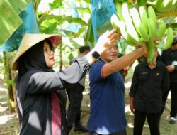 Harga Stabil dan Banyak Diminati, Banyuwangi Pacu Produksi Pisang Cavendish