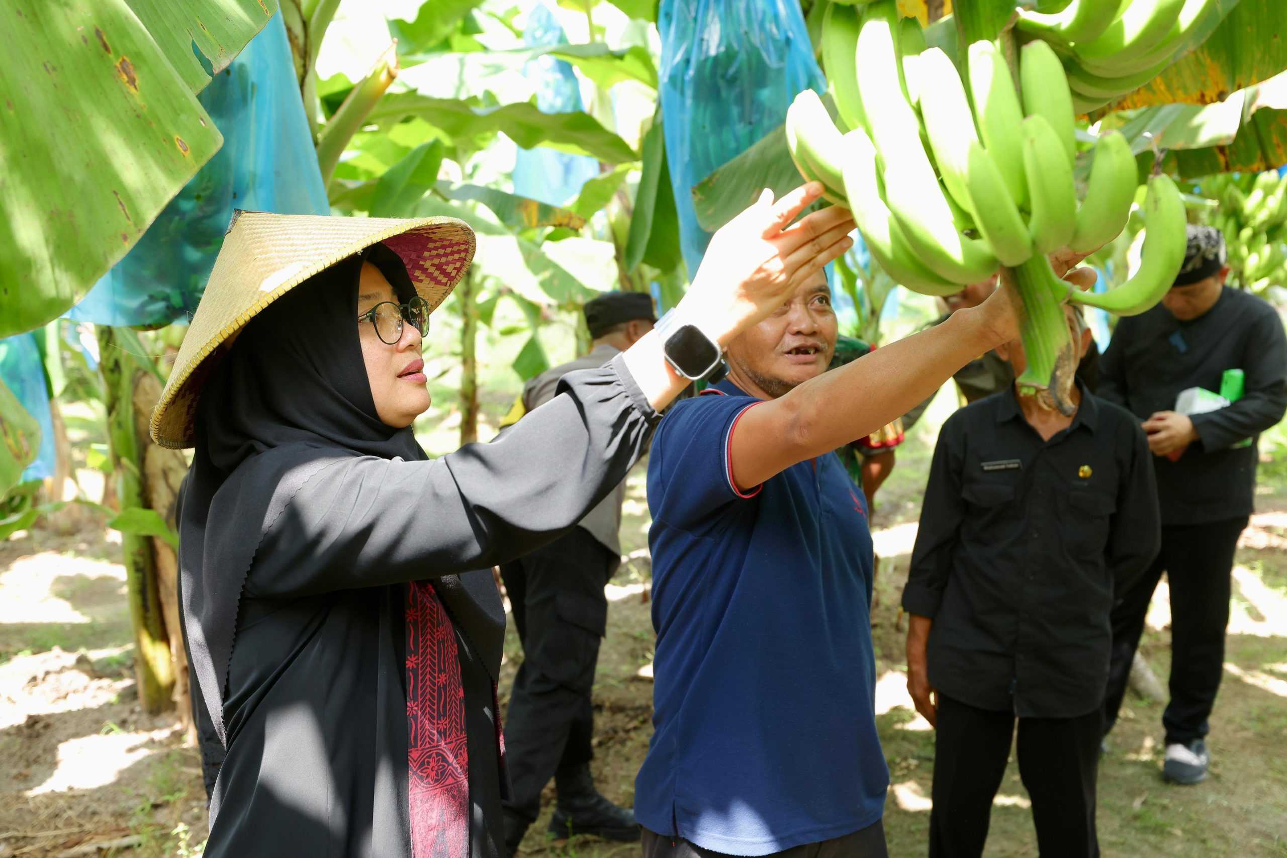 harga-stabil-dan-banyak-diminati,-banyuwangi-pacu-produksi-pisang-cavendish