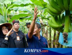 Melihat Potensi Pisang Cavendish Banyuwangi