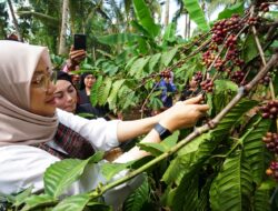 Kopi Robusta Banyuwangi Diverifikasi Kemenkumham untuk Peroleh Indikasi Geografis
